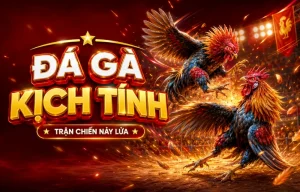Sảnh Đá Gà newouyang